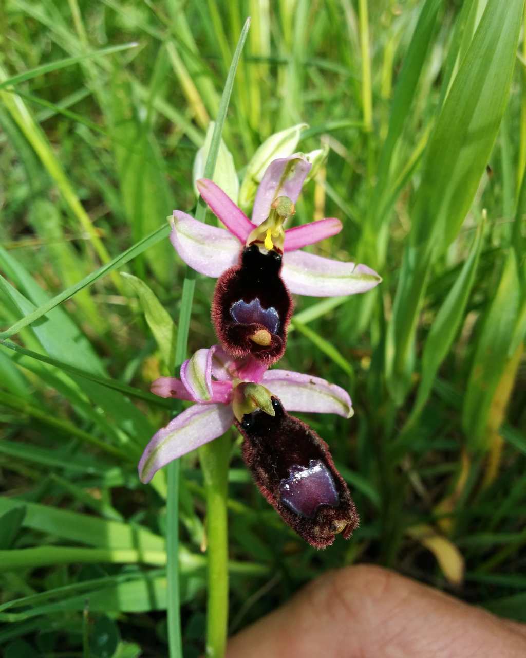 Ophrys bertolonii subsp. benacensis